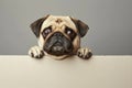 A pug leans forward, curiously peeking over a plain surface with its adorable face and Royalty Free Stock Photo