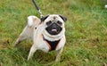 Pug on the leash Royalty Free Stock Photo