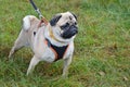Pug on the leash Royalty Free Stock Photo