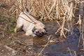 Pug on a leash climbs to swim in a pond. Royalty Free Stock Photo