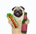 Pug likes beer with hot dog 2 Royalty Free Stock Photo