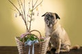 Pug looks at an Easter bouquet in a basket Royalty Free Stock Photo