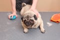 A pug lying on a grooming table during the molting procedure. The concept of seasonal molting of pets