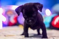 Pug mixed with dachshund black puppy in bed bokeh background helios 44m lens on M50m2 Mirrorless Camera