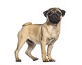 Pug, 4 months old, in front of white background Royalty Free Stock Photo