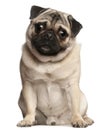 Pug, 13 months old, sitting in front of white background Royalty Free Stock Photo