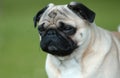 Pug - Mops Royalty Free Stock Photo