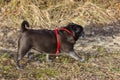 pug mops named adelheid doing winter sun exercise Royalty Free Stock Photo