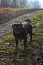 pug mops named adelheid doing winter sun exercise Royalty Free Stock Photo