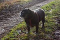 pug mops named adelheid doing winter sun exercise Royalty Free Stock Photo