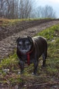 pug mops named adelheid doing winter sun exercise Royalty Free Stock Photo