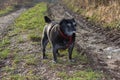 pug mops named adelheid doing winter sun exercise Royalty Free Stock Photo