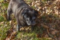 pug mops named adelheid doing winter sun exercise Royalty Free Stock Photo