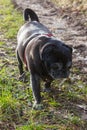 pug mops named adelheid doing winter sun exercise Royalty Free Stock Photo