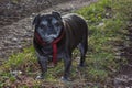 pug mops named adelheid doing winter sun exercise Royalty Free Stock Photo