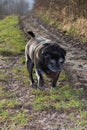 pug mops named adelheid doing winter sun exercise Royalty Free Stock Photo