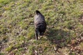 pug mops named adelheid doing winter sun exercise Royalty Free Stock Photo