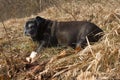 pug mops named adelheid doing winter sun relaxing on a field Royalty Free Stock Photo