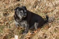 pug mops named adelheid doing winter sun relaxing on a field Royalty Free Stock Photo