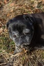 pug mops named adelheid doing winter sun relaxing on a field Royalty Free Stock Photo