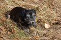 pug mops named adelheid doing winter sun relaxing on a field Royalty Free Stock Photo