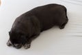 pug mops named adelheid sleeping on a hot august day