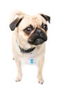 Pug Mug Royalty Free Stock Photo
