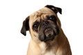 Pug Mug Royalty Free Stock Photo