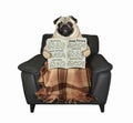 Pug with newspaper on leather chair Royalty Free Stock Photo