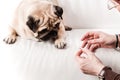 Pug. Owner gives a treat to the dog.