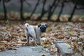 Pug in the park.