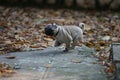 Pug in the park.