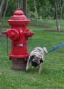 Pug peeing on fire hydrant Royalty Free Stock Photo