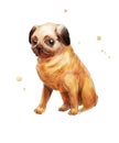 Pug picture. Watercolor drawing of pug on white.