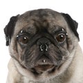 Pug pierced in front of white background Royalty Free Stock Photo