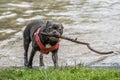 Pug Retrieving a Big Stick from Pond. Royalty Free Stock Photo