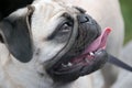 Pug Pose Royalty Free Stock Photo