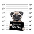 Pug prisoner. Arrest photo. Police placard, Police mugshot, lineup. Police department banner. Dog criminal. Pug offender. Vector. Royalty Free Stock Photo