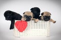 Pug puppies in a box Royalty Free Stock Photo