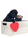 Pug puppies in a box Royalty Free Stock Photo