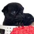 Pug puppies in a box Royalty Free Stock Photo