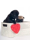 Pug puppies in a box Royalty Free Stock Photo