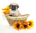 Pug Puppy Royalty Free Stock Photo