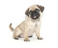 Pug Puppy Royalty Free Stock Photo