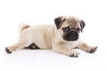 Pug puppy Royalty Free Stock Photo