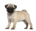 Pug puppy, 3 months old, standing Royalty Free Stock Photo