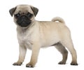 Pug puppy, 3 months old, standing Royalty Free Stock Photo