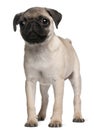 Pug puppy, 3 months old, standing Royalty Free Stock Photo
