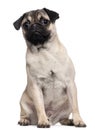 Pug puppy, 6 months old, sitting Royalty Free Stock Photo