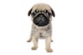 Pug puppy. Royalty Free Stock Photo